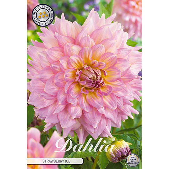 Dekorativdahlia 'Strawberry Ice'