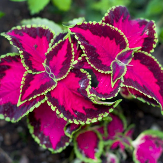 Palettblad 'Fairway Rose'