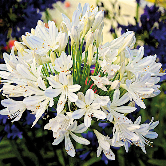 Afrikas blå lilja 'Best in Show'