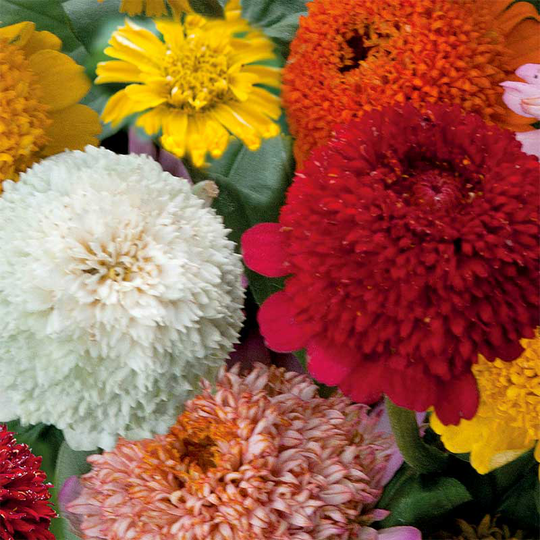 Zinnia 'Cresto Mix'