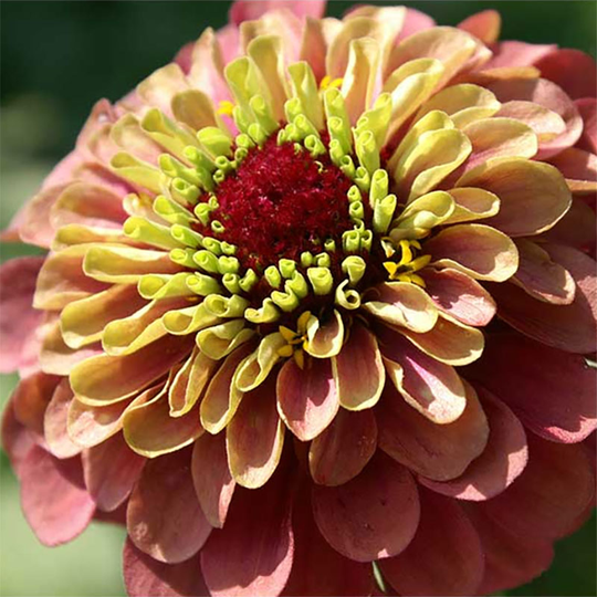 Zinnia 'Queeny Red Lime'