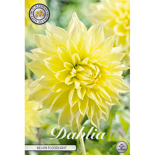 Dekorativdahlia 'Kelvin Floodlight'