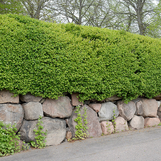 Måbär 'Schmidt'