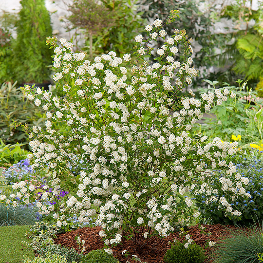 Bukettspirea, 3-pack