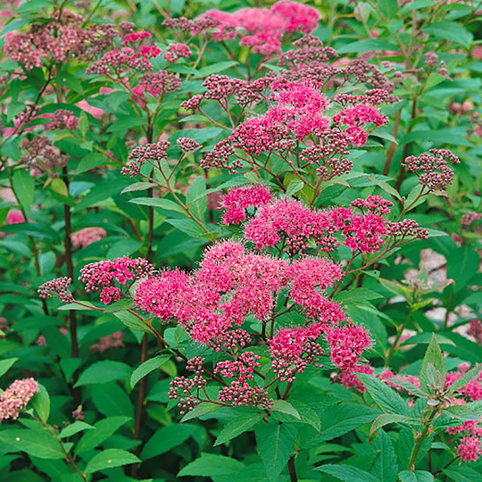 Rosenspirea 10-pack