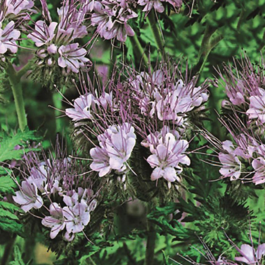 Honungsört 'Angelia', storpack