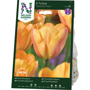 Höstlök Nelson Garden Triumftulpan Apricot Foxx