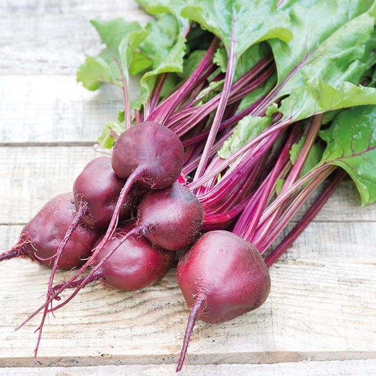 Rödbeta 'Kornett'
