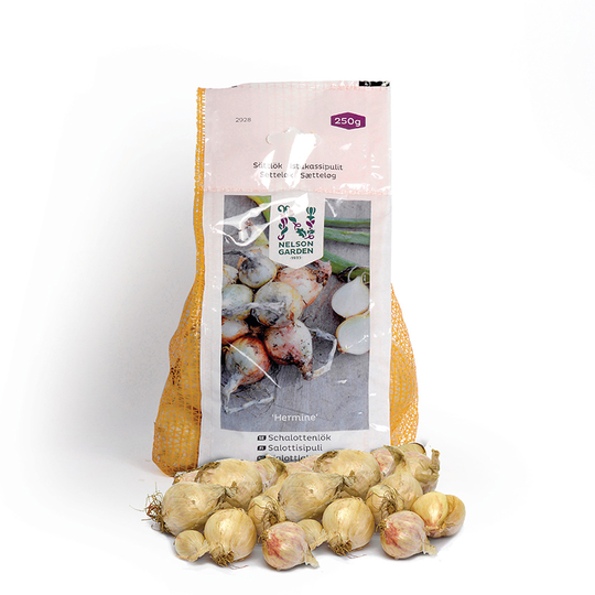 Schalottenlök 'Hermine' sättlök 250g