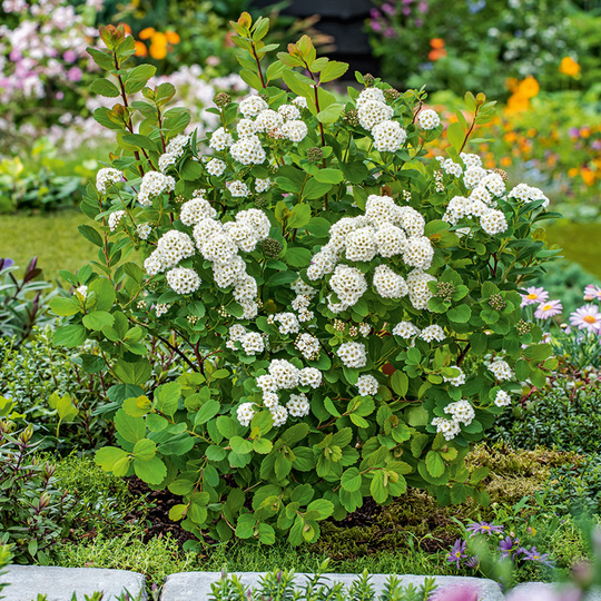Björkspirea 'Tor' E-planta, 100-pack