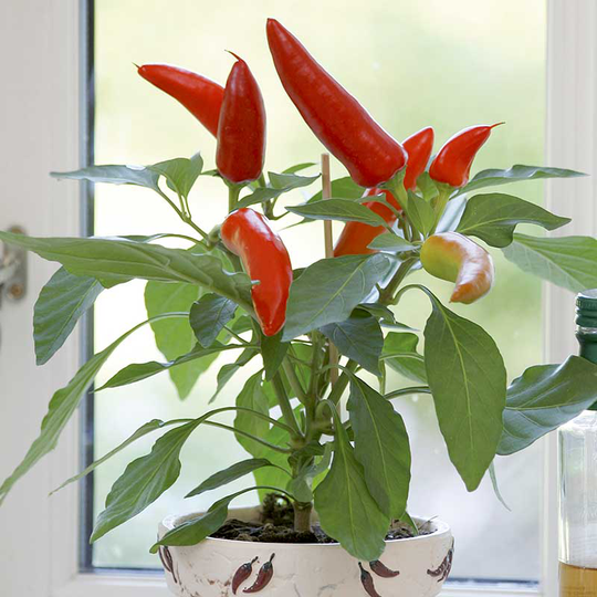 Chilipeppar 'Hot Banana'