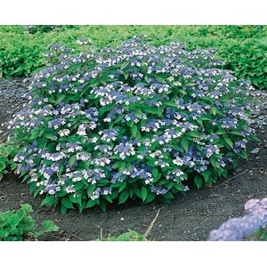 Purpurhortensia 'Bluebird' CO 10-pack