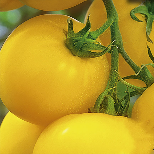Tomat 'Lemonia' F1