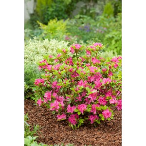 Japansk azalea 'Kermesina' 5-pack