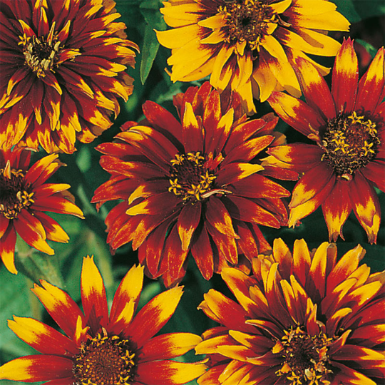 Zinnia 'Old Mexico'