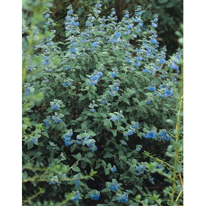 Skäggbuske 'Heavenly Blue' CO 1-pack