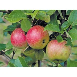 Äpple 'Amorosa' CO