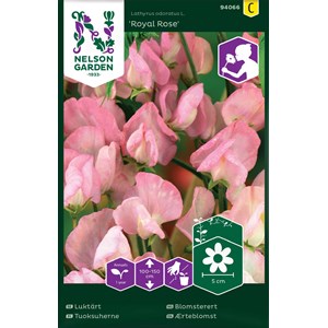 Fröer Nelson Garden Luktärt Royal Rose Rosa