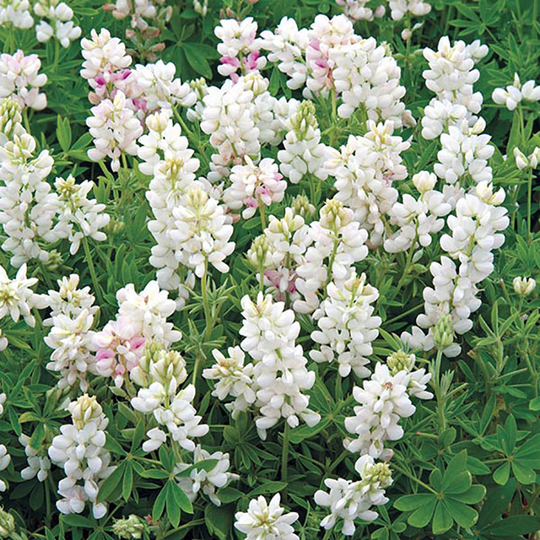Lupin 'Snow Pixie'