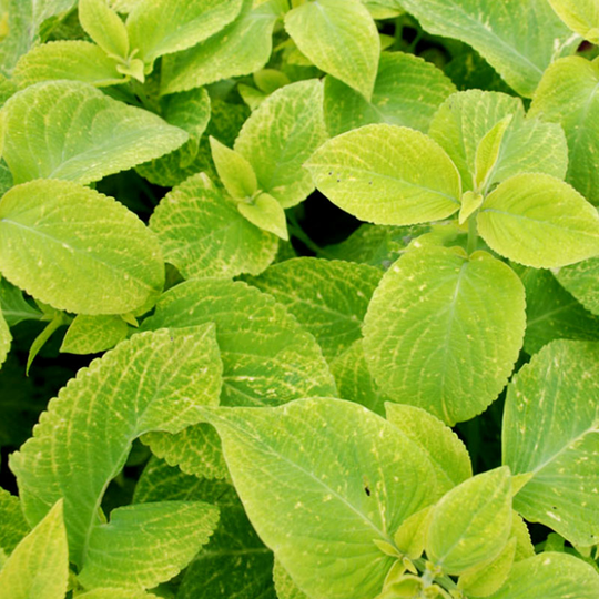 Palettblad 'Wizard Golden'
