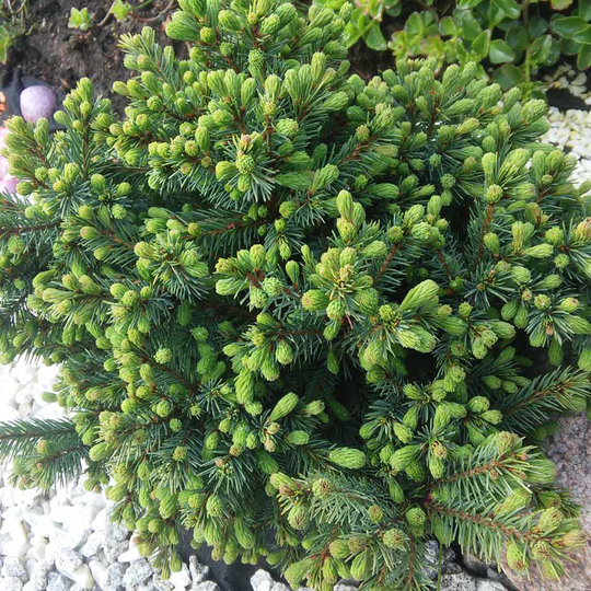 Vitgran 'Echiniformis', 1-pack