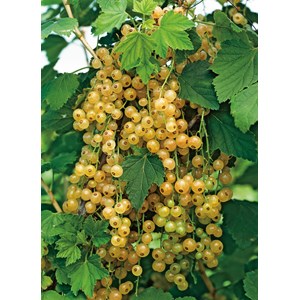 Gulvita vinbär 'Holländska' stam, 40-60 cm 10-pack