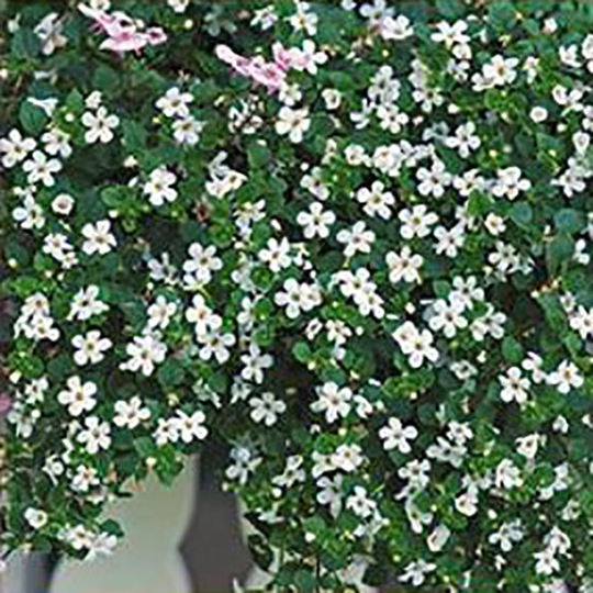 Snöflinga Bacopa Snowtopia white