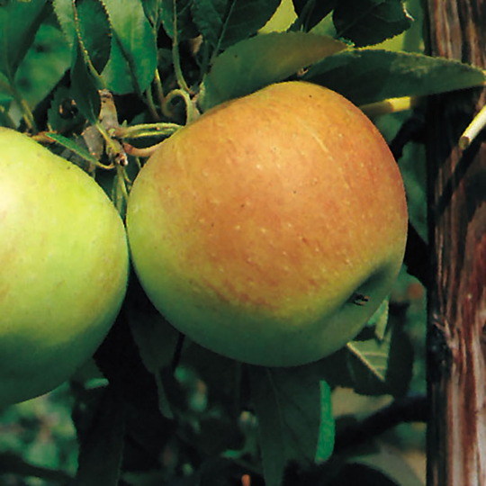 Äpple 'James Grieve' E, svagväxande