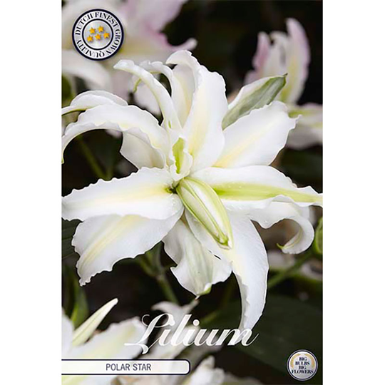 Orientlilja 'Polar Star'