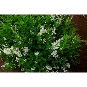 Bruddeutzia CO, 10-pack
