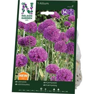 Höstlök Nelson Garden Jättelök