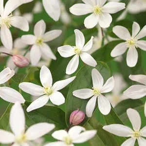 Klematis Armandii 'Apple Blossom' 5-pack