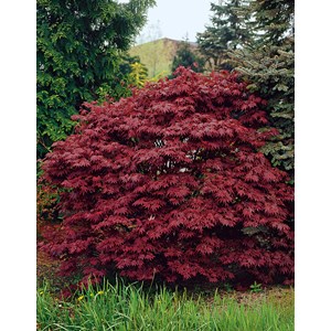 Japansk blodlönn CO, 40-60 cm 3-pack