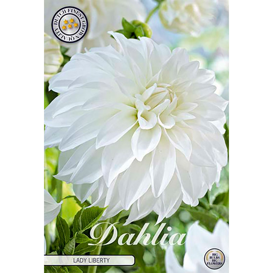 Dekorativdahlia 'Lady Liberty'