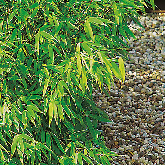 Bergbambu 'Panda' 100+cm