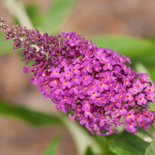 Buddleja 'Miss Ruby', 1-pack