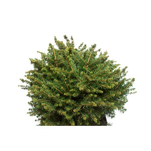 Serbisk dvärggran 'Karel', 1-pack