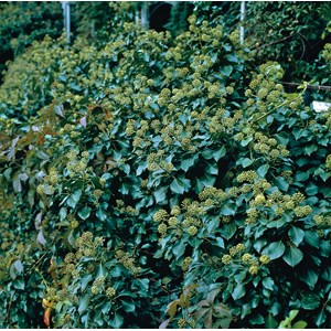 Buskmurgröna 'Arborescens' CO, 25-30 cm 5-pack