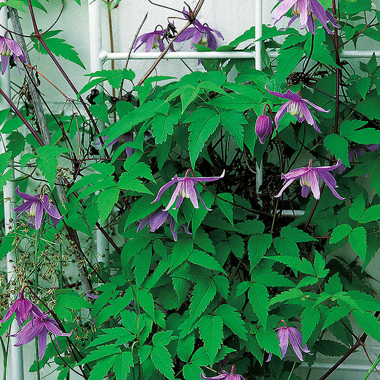 Alpklematis, blålila