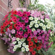 Hängpetunia 'Rapide Mixed' F1