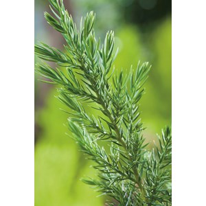 Kinesisk en 'Stricta', 3-pack