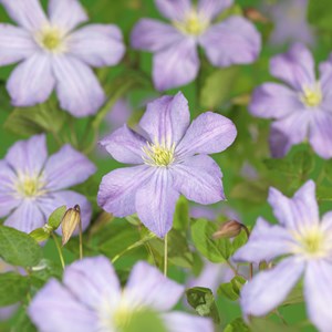 Klematis 'Prince Charles' 3-pack