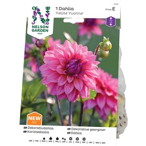 Vårlök Nelson Garden Dahlia Feline Yvonne Hög, Rosa