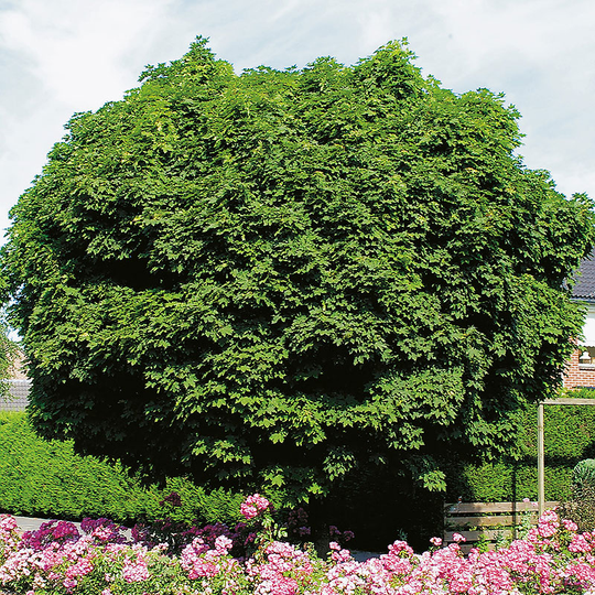 Klotlönn, Acer plantanoides 'Globosum'