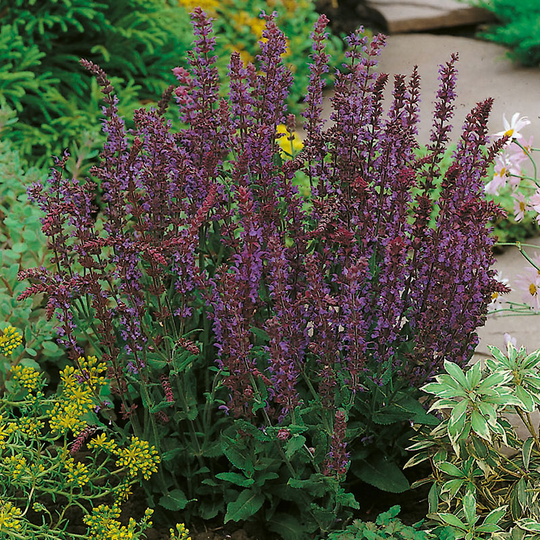 Stäppsalvia 'Ostfriesland' 2L, 2-pack