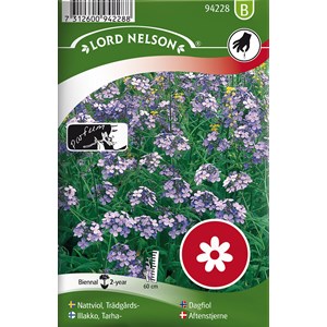 Fröer Nelson Garden Nattviol Trädgårds- Violett