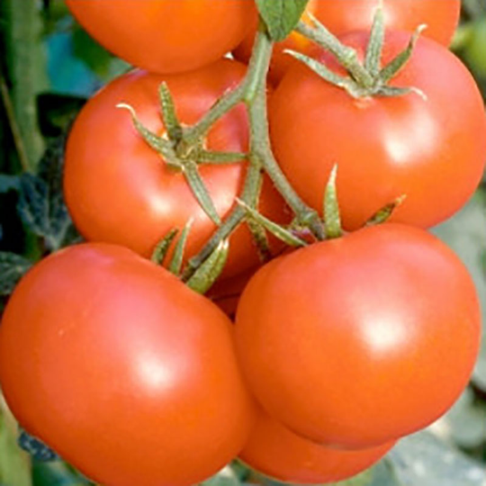 Tomat 'Magnus'