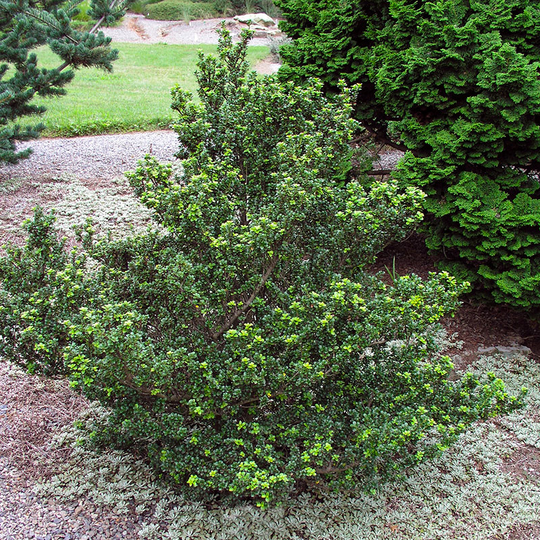Japansk järnek 'Dark Green'
