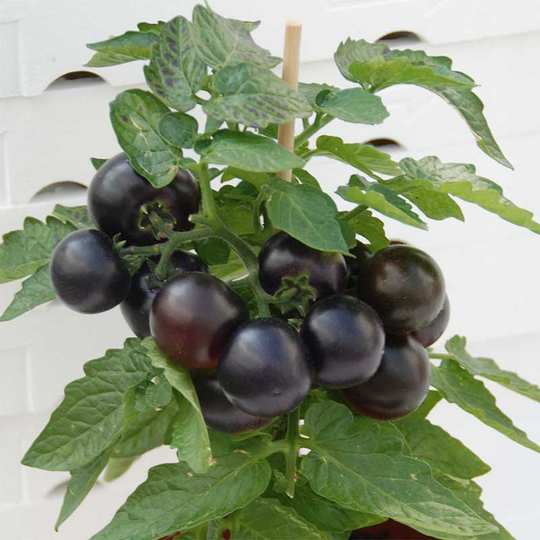 Dvärgbusktomat 'Purple Boy' F1