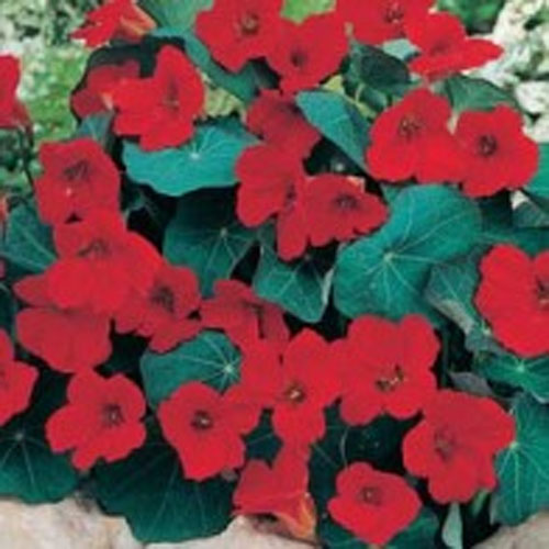 Krasse 'Empress of India'